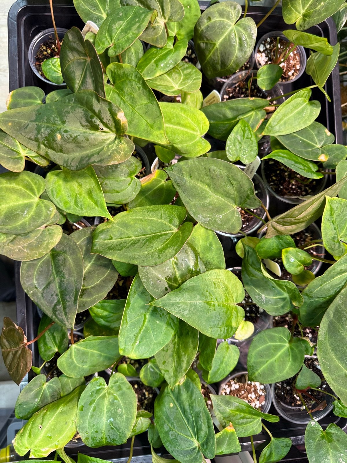 Anthurium Dark Phoenix x X - Zeldzame Aroid, Ophalen of Verzenden, Overige soorten, Halfschaduw, Minder dan 100 cm