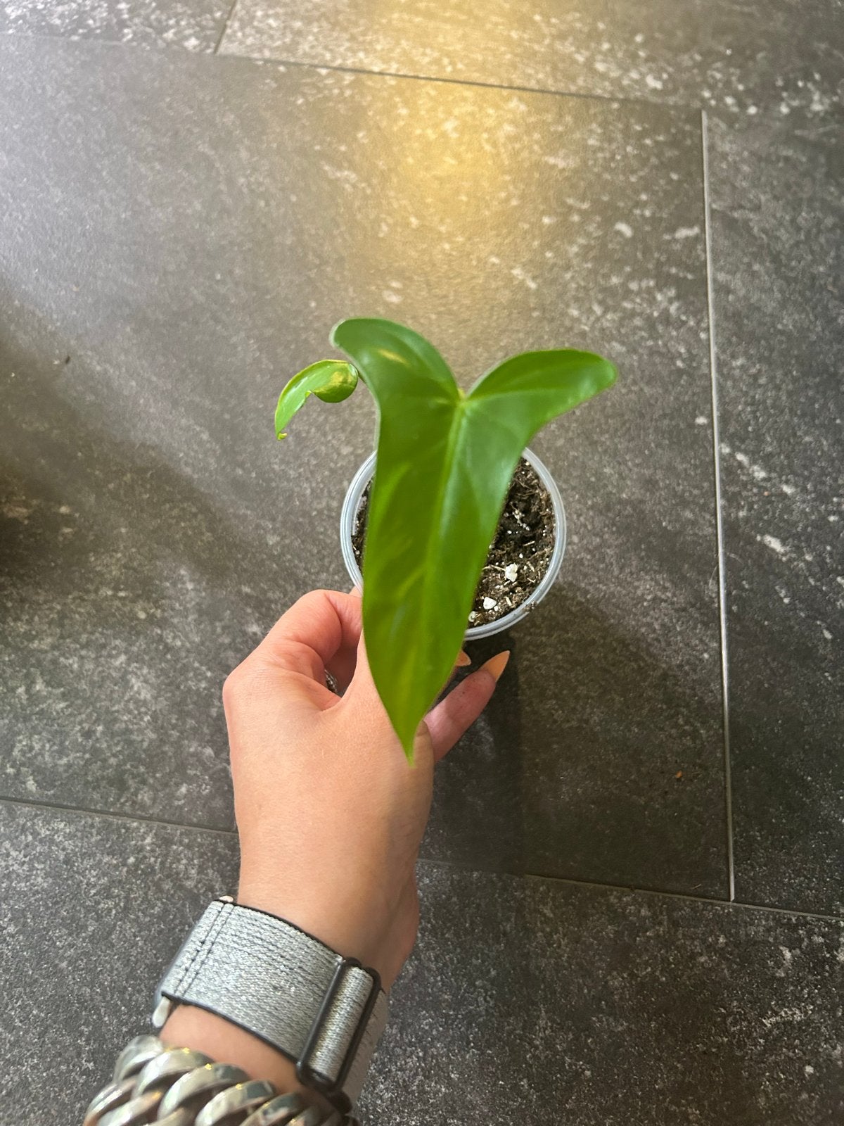 Philodendron barrosoanum stek - Exotische kamerplant, Ophalen of Verzenden, Halfschaduw, Minder dan 100 cm