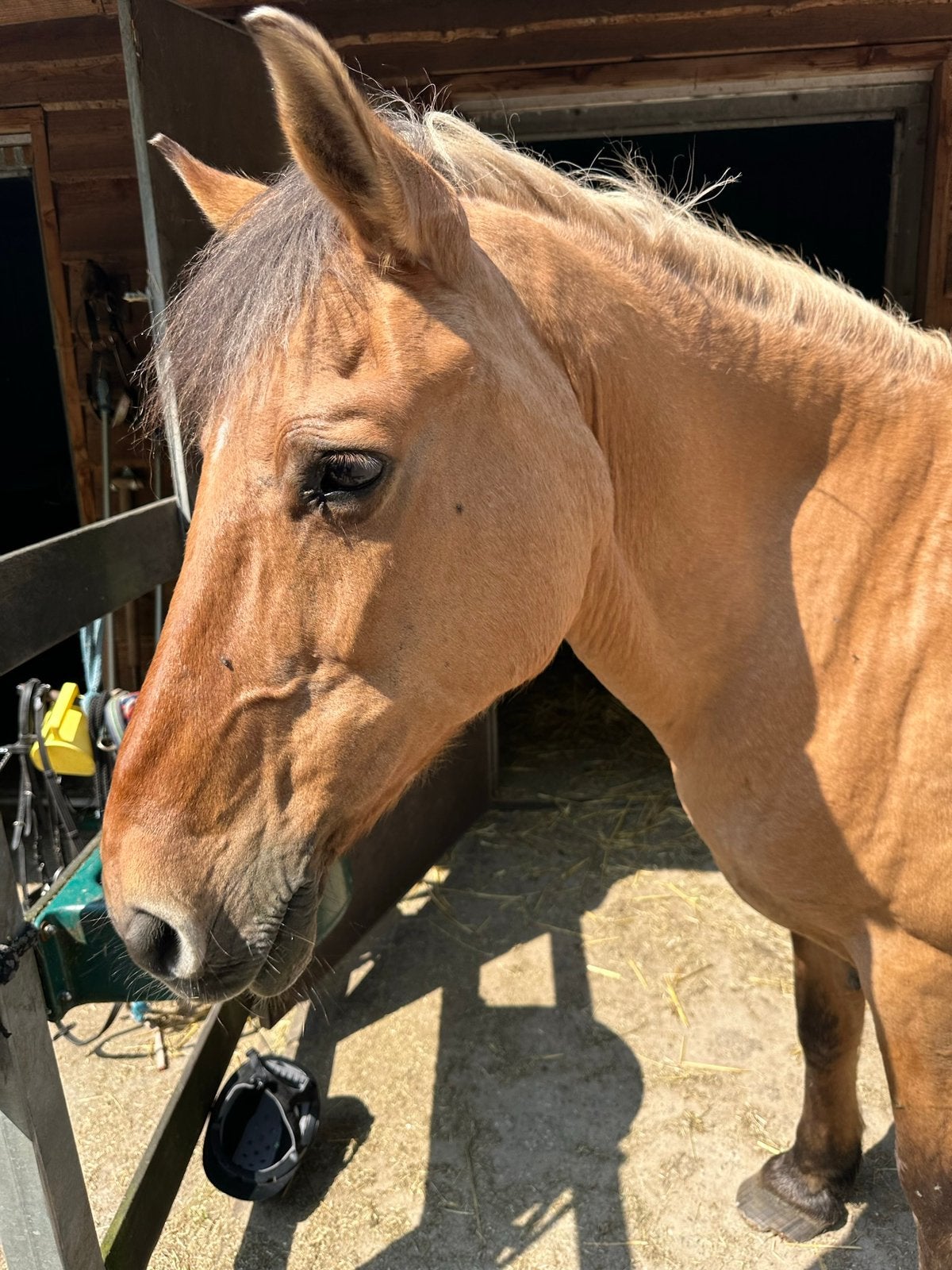 Weidemaatje aangeboden, Dieren en Toebehoren, Paarden, Merrie, Recreatiepaard