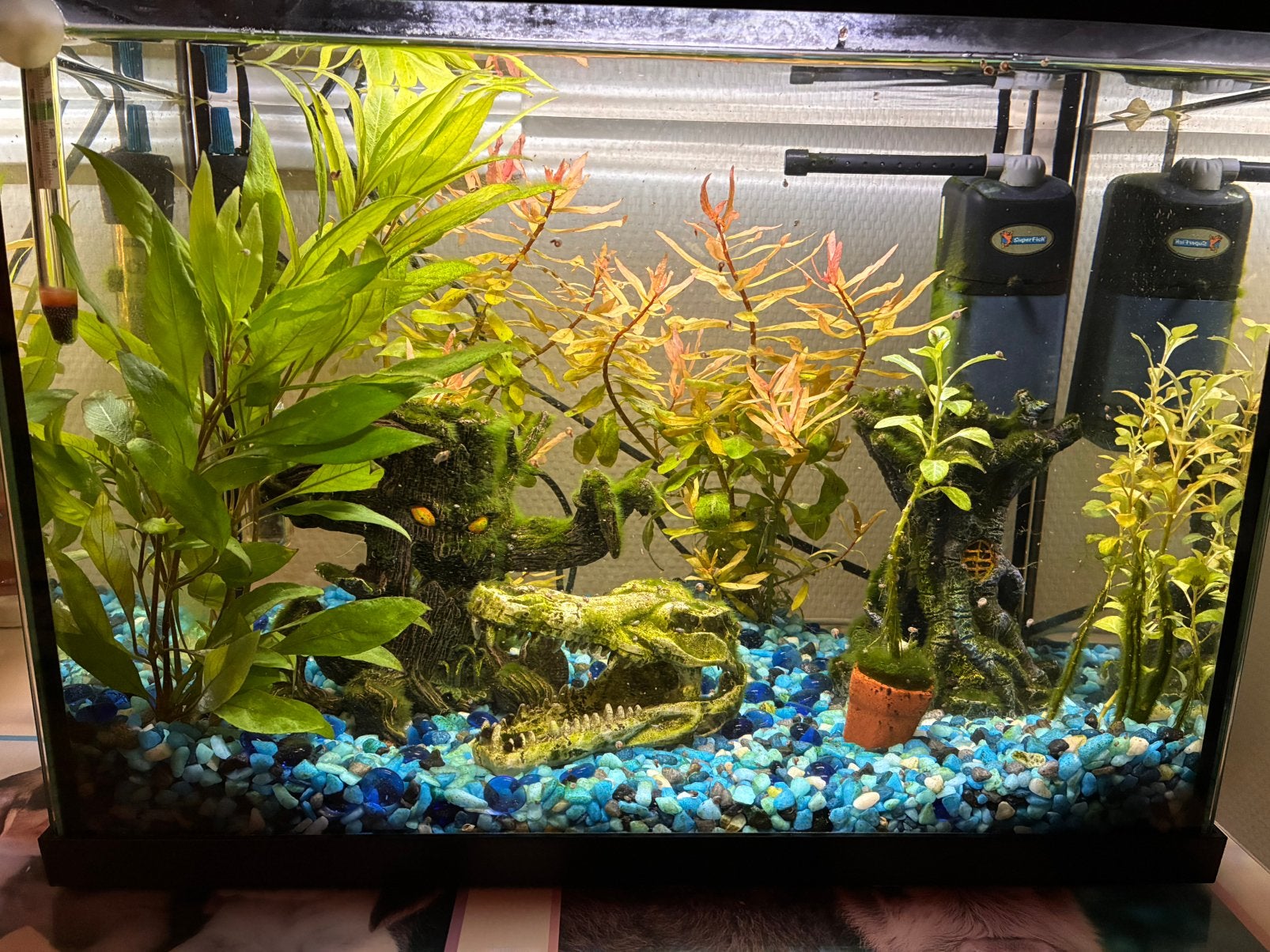 Aquarium 40 liter met planten en toebehoren en een algeneter, Ophalen, Inclusief vissen, Gebruikt, Gevuld zoetwateraquarium