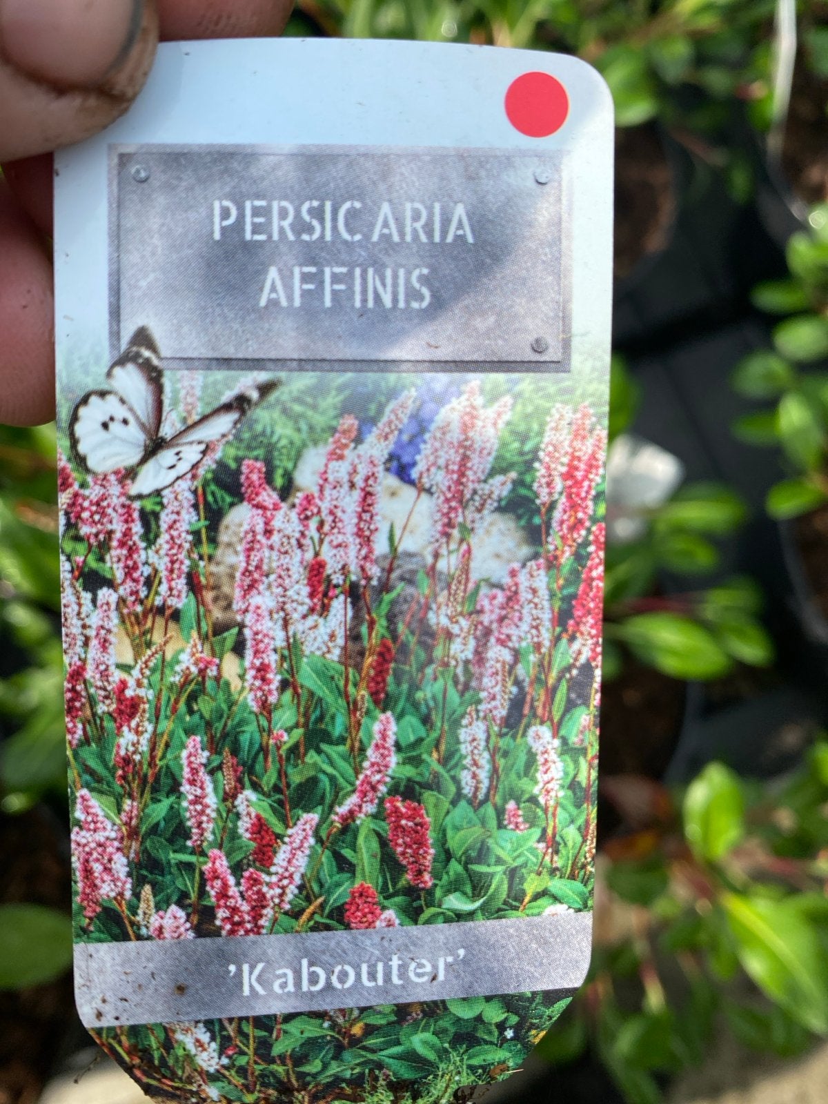 Persicaria affinis 'Kabouter' - Bodembedekker, Ophalen, Bodembedekkers, Vaste plant, Halfschaduw
