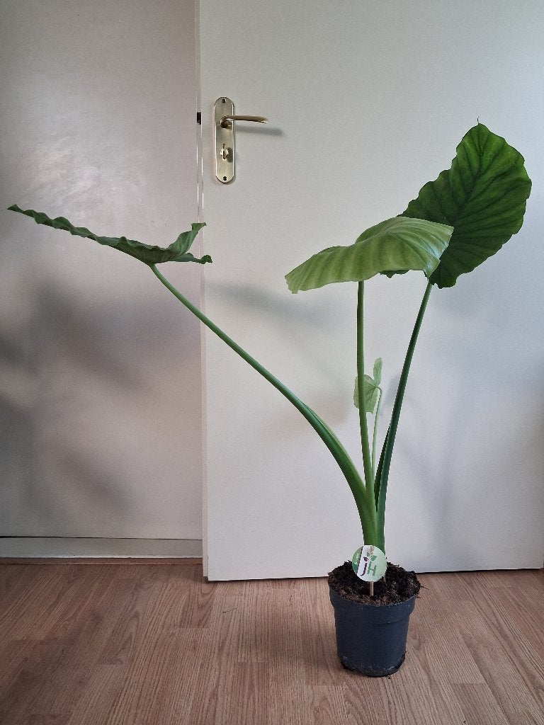 Alocasia Macrorrhiza - Olifantsoor / Reuzentaro H: 100 cm., Huis en Inrichting, Kamerplanten, Ophalen, Overige soorten, Halfschaduw