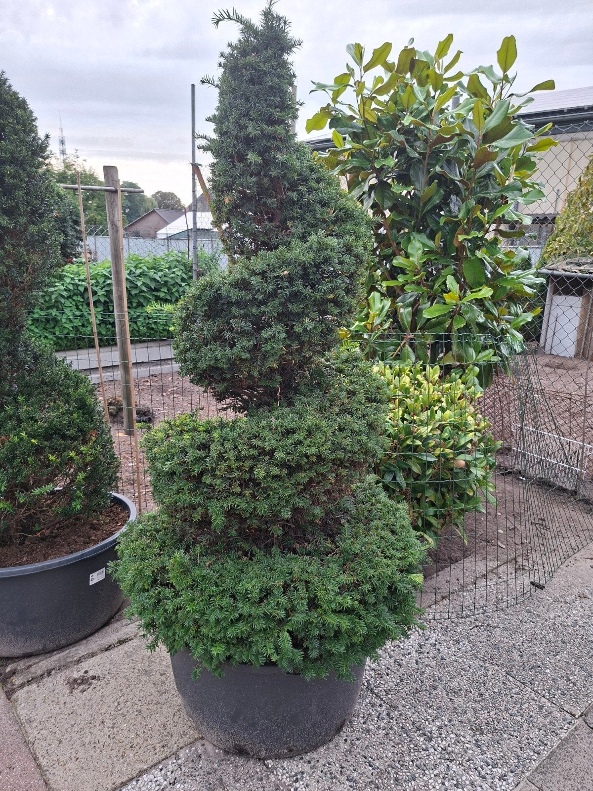 Taxus boom spiraal 180cm - Prachtige vormsnoei, Vaste plant, Bloeit niet, Halfschaduw, Ophalen