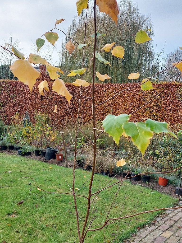 Berkenboom Betula 175 cm, Bloeit niet, Halfschaduw, Overige soorten, 100 tot 250 cm