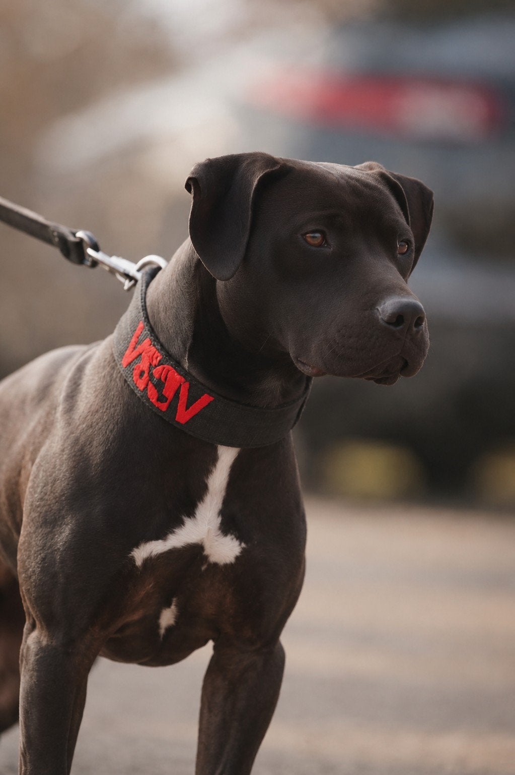Amerikaanse pitbull terrier., 1 tot 2 jaar, Parvo, Eén hond, Nederland