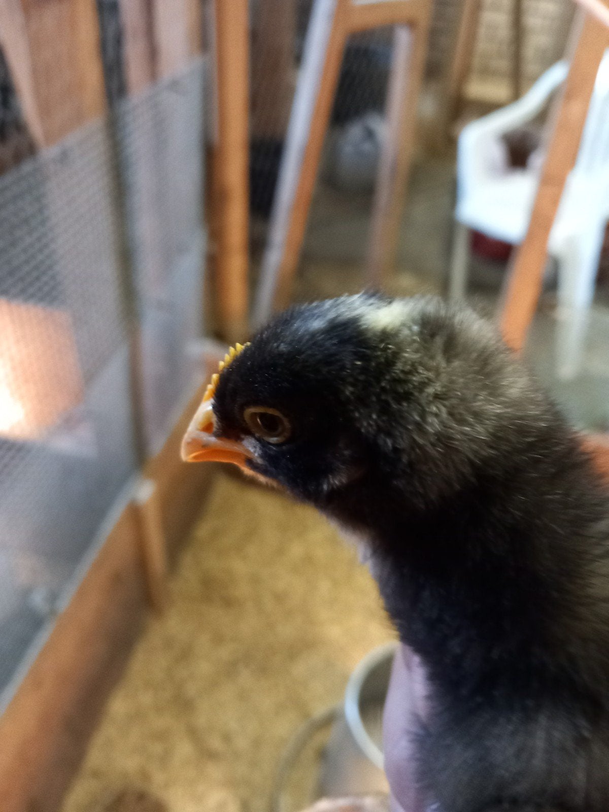 Te koop amerock kippen kuikens, Dieren en Toebehoren, Pluimvee, Geslacht onbekend, Kip