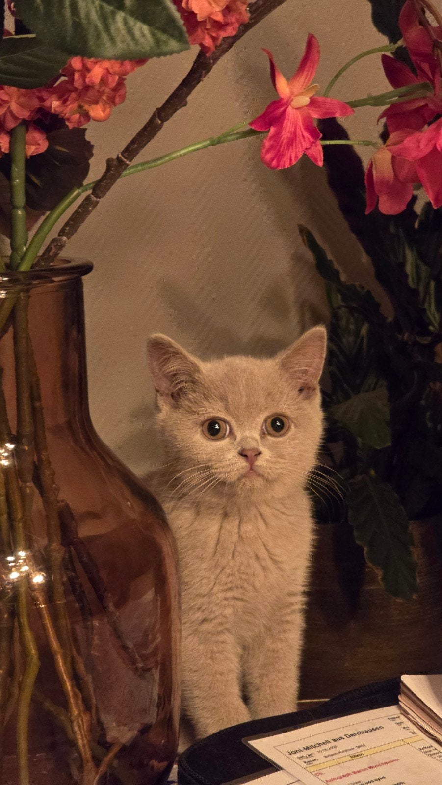 Foto 17 van Wij mogen verhuizen! Prachtige kittens met stamboom