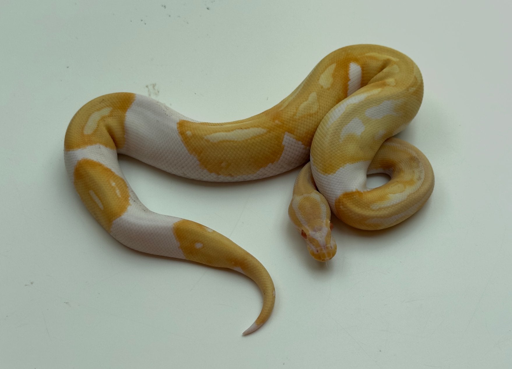 Albino pied ball python, Slang, 0 tot 2 jaar