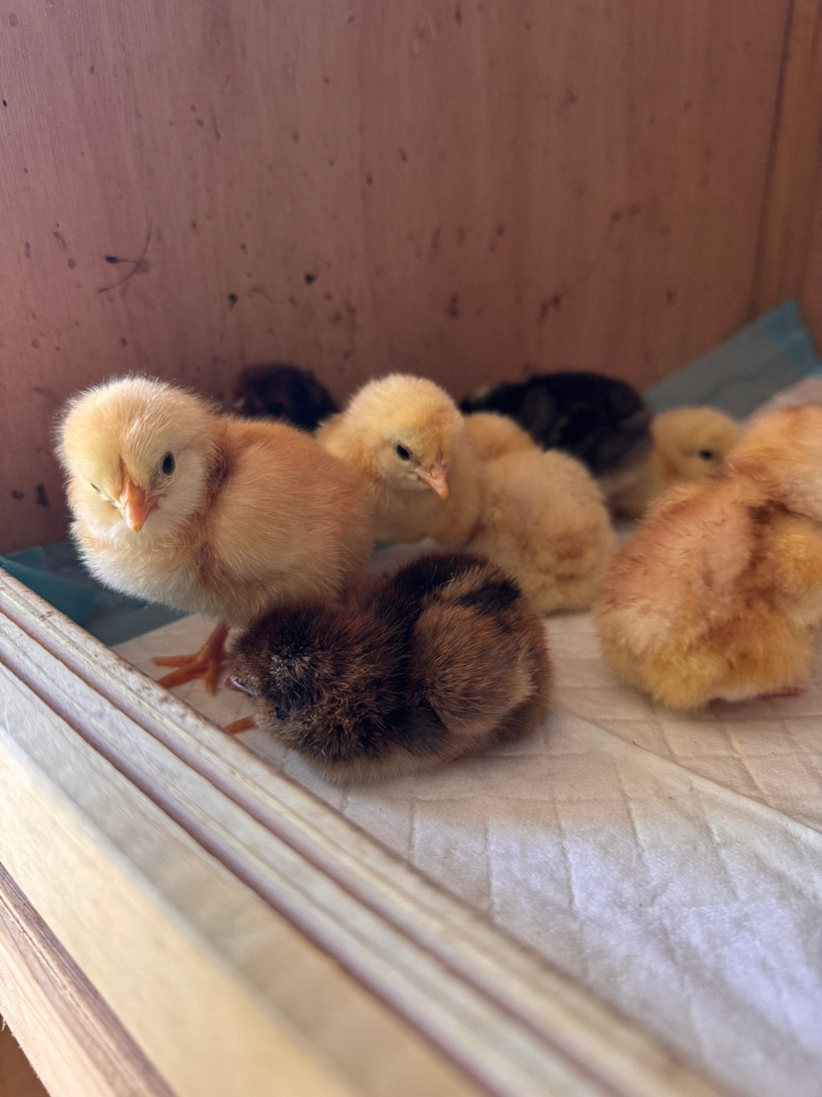 Verschillende kuikentjes van 27/28 mei, Kip