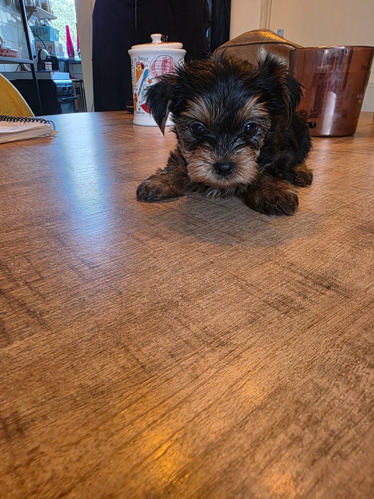 yorkshire terrier mannetje, Yorkshire Terriër, Reu, 8 tot 15 weken, Eén hond
