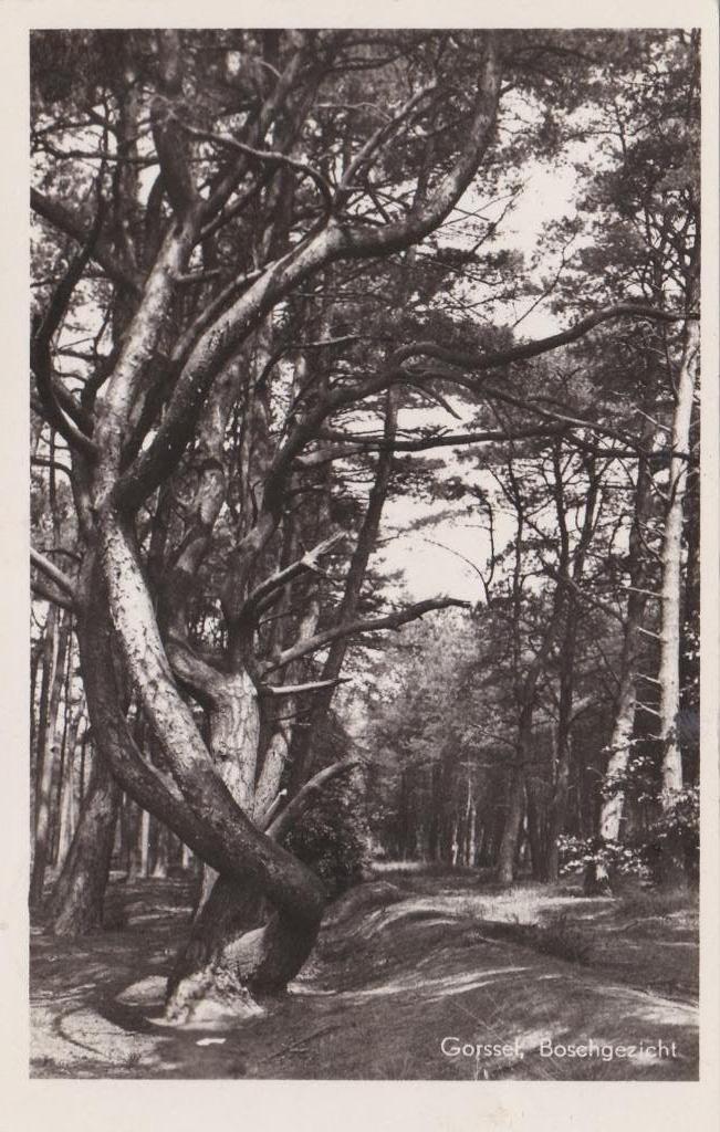 GA1703 Boschgezicht Gorssel Gelderland Gelopen 1949 Eefde, Verzenden, 1940 tot 1960, Gelopen, Gelderland