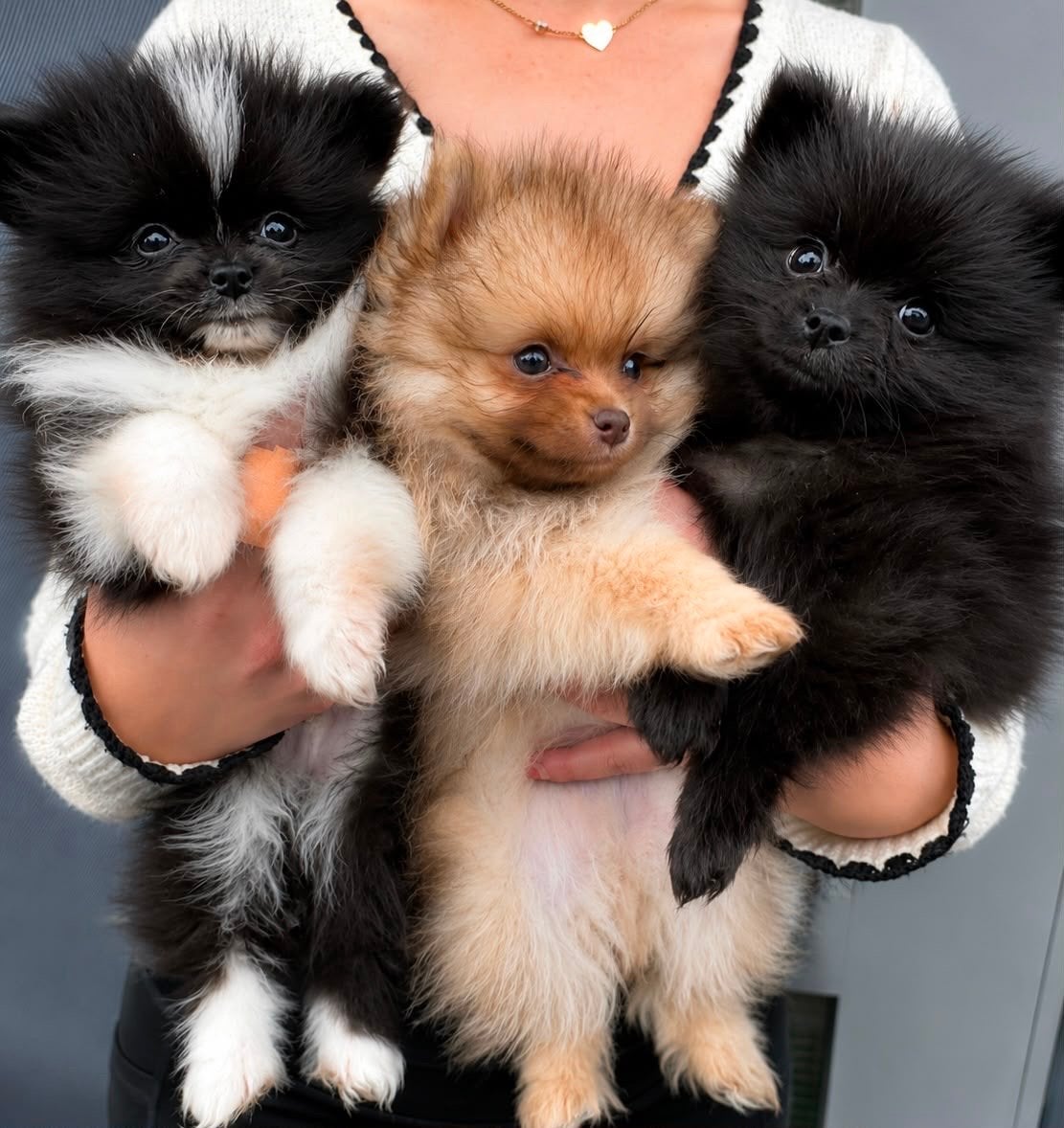 Mooie 100% pomeriaan reutjes, Keeshond, Reu, 8 tot 15 weken, CDV (hondenziekte)