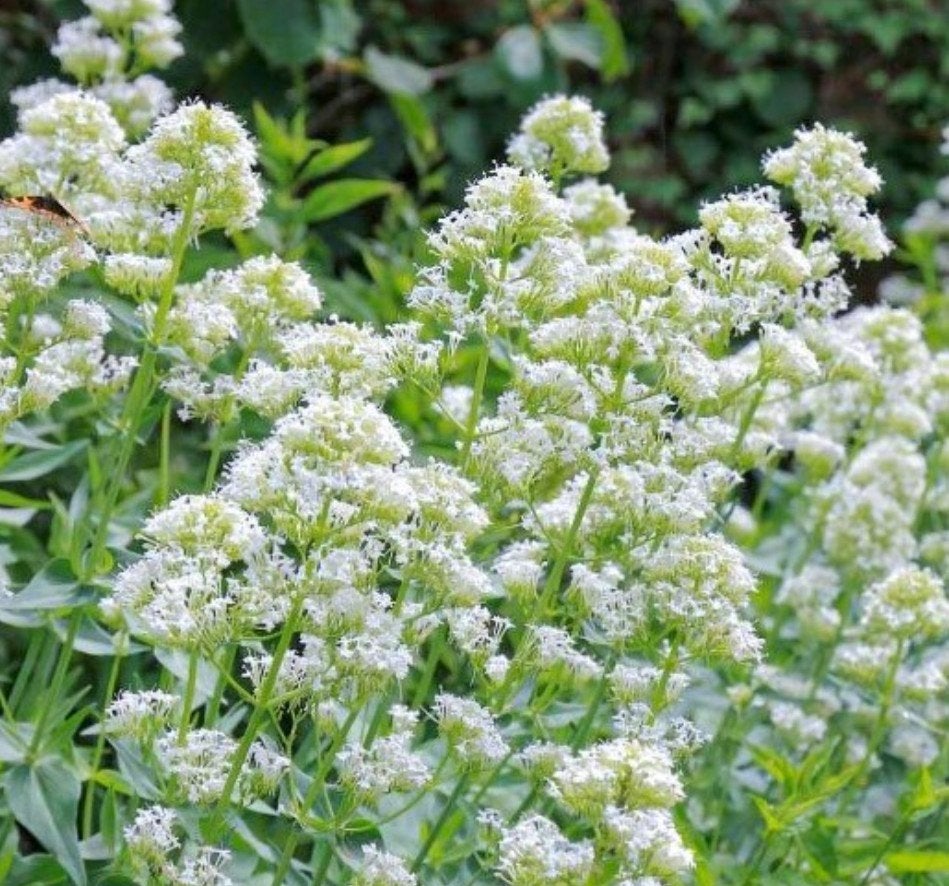 Stekjes Witte spoorbloem/Centranhus Ruber 'Albus', Volle zon, Vaste plant, Zomer, Ophalen