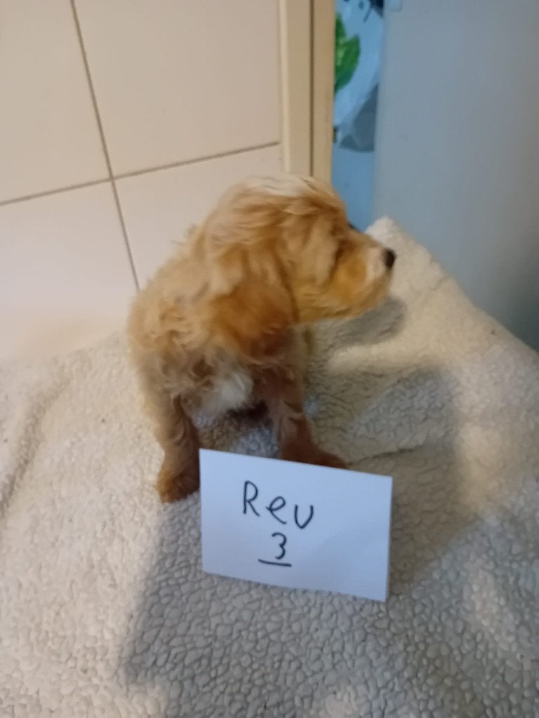 mooie puppy,s labradoodles, Nederland, Overige rassen, 8 tot 15 weken, Meerdere