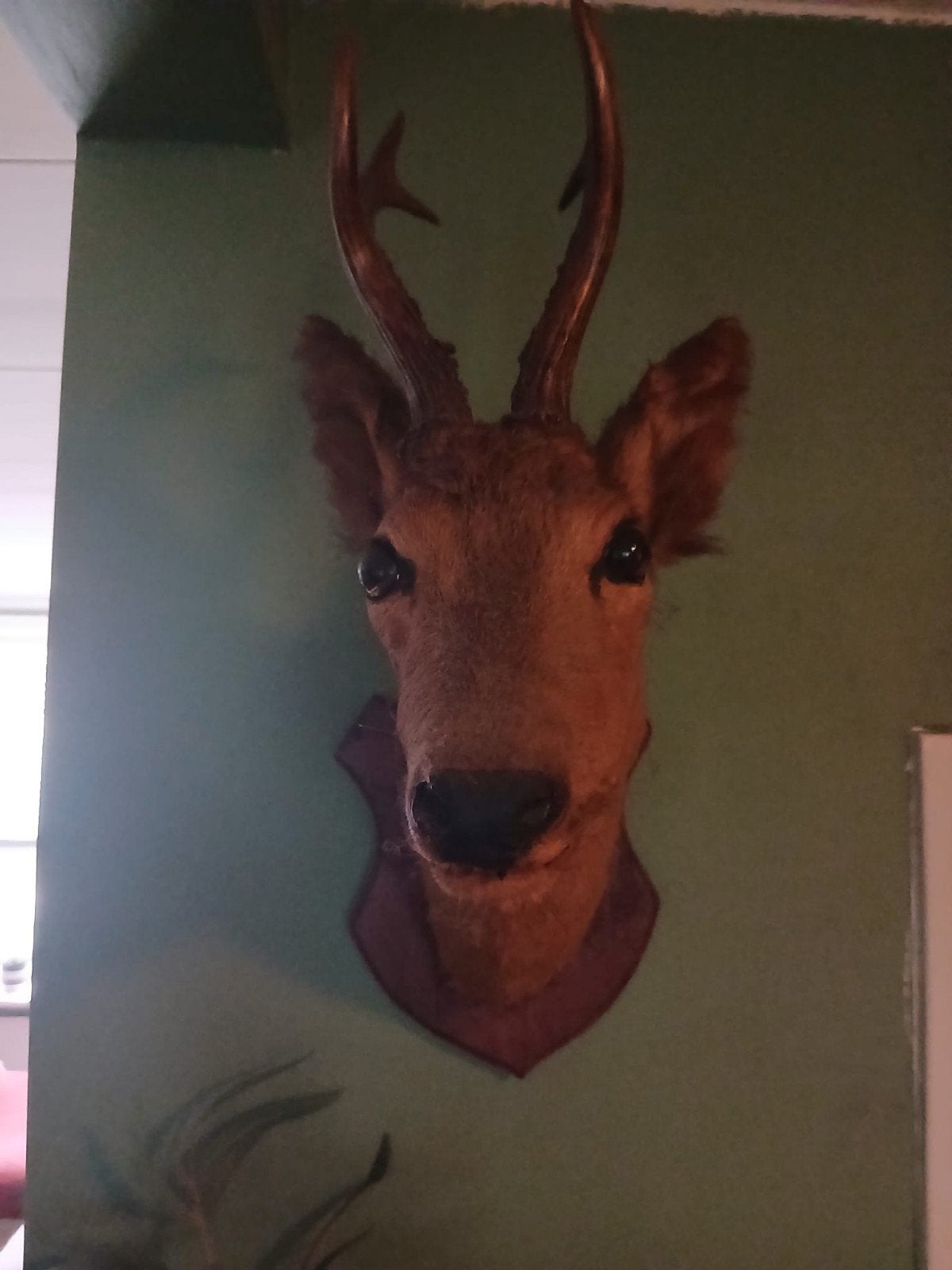 Opgezette reekop - Mooie wanddecoratie, Ophalen, Gebruikt, Hert, Gewei of Kop