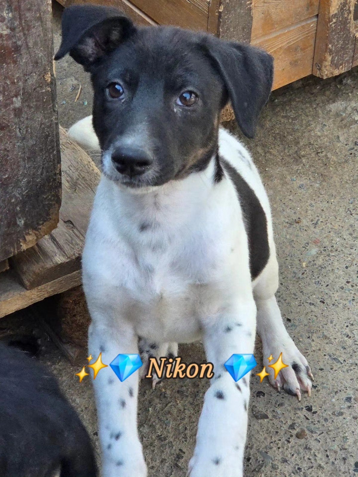 pup Nikon zoekt een baasje, Dieren en Toebehoren, 15 weken tot 1 jaar, Buitenland, Eén hond, Klein