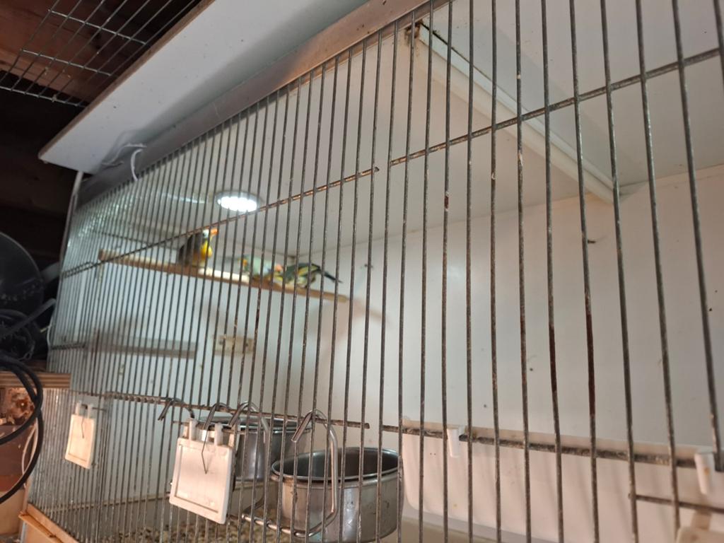 Japanse nachtegaal pop, Meerdere dieren, Tropenvogel, Geringd