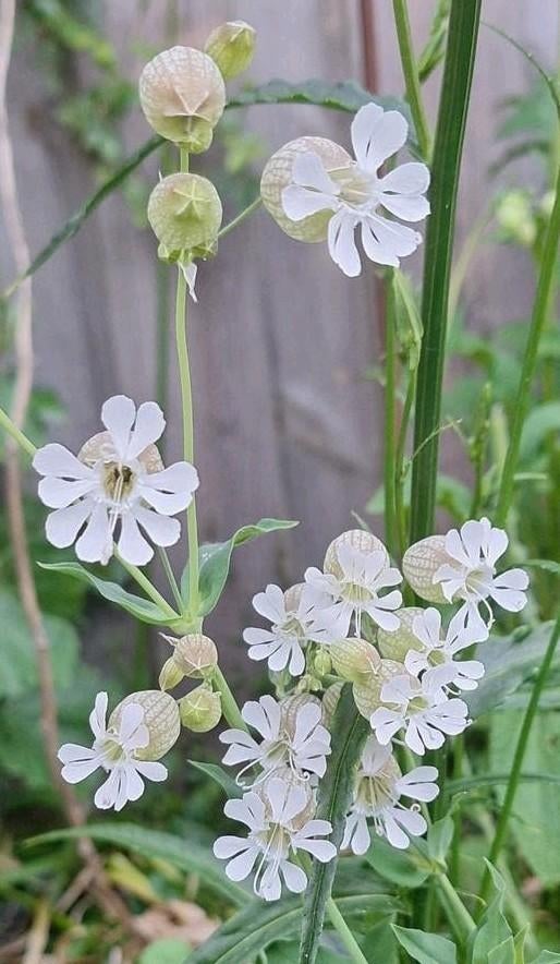 Zaden van BLAASSILENE, Tuin en Terras, Ophalen of Verzenden, Voorjaar, Volle zon, Zaad