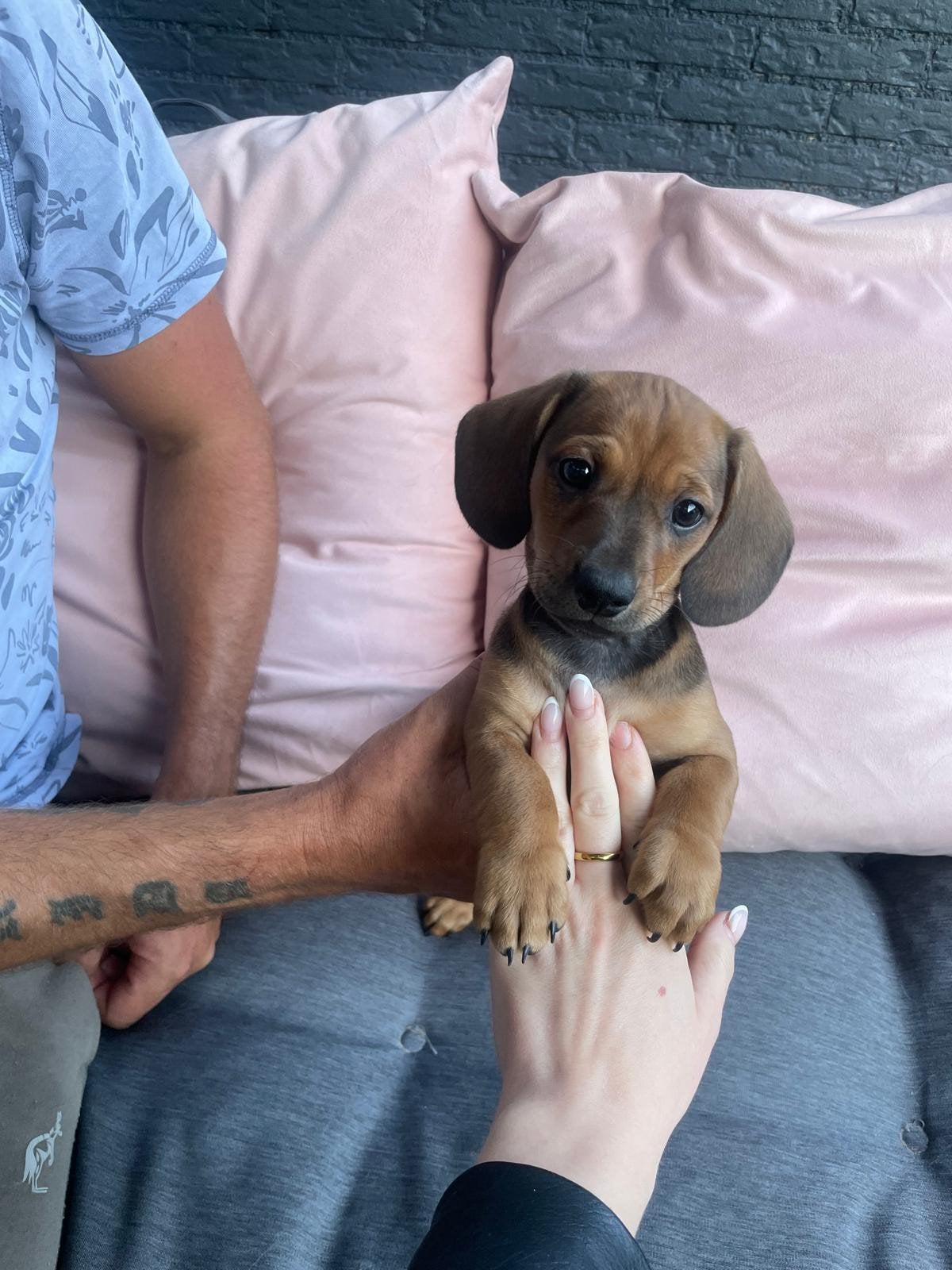Prachtige Kaninchen Mini Teckel kruising teckel pups, Parvo, Reu, 8 tot 15 weken, Meerdere