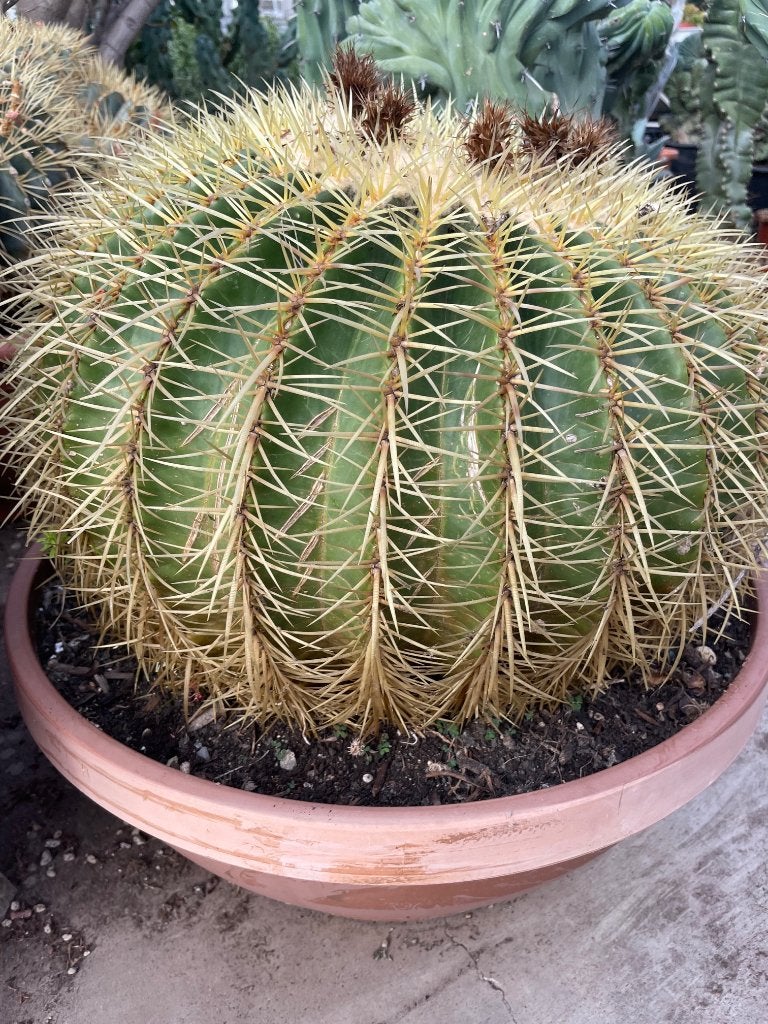 Cactus Echinocactus Grussonii in de 50cm schaal., Huis en Inrichting, Kamerplanten, Ophalen, Minder dan 100 cm, Bloeiende kamerplant