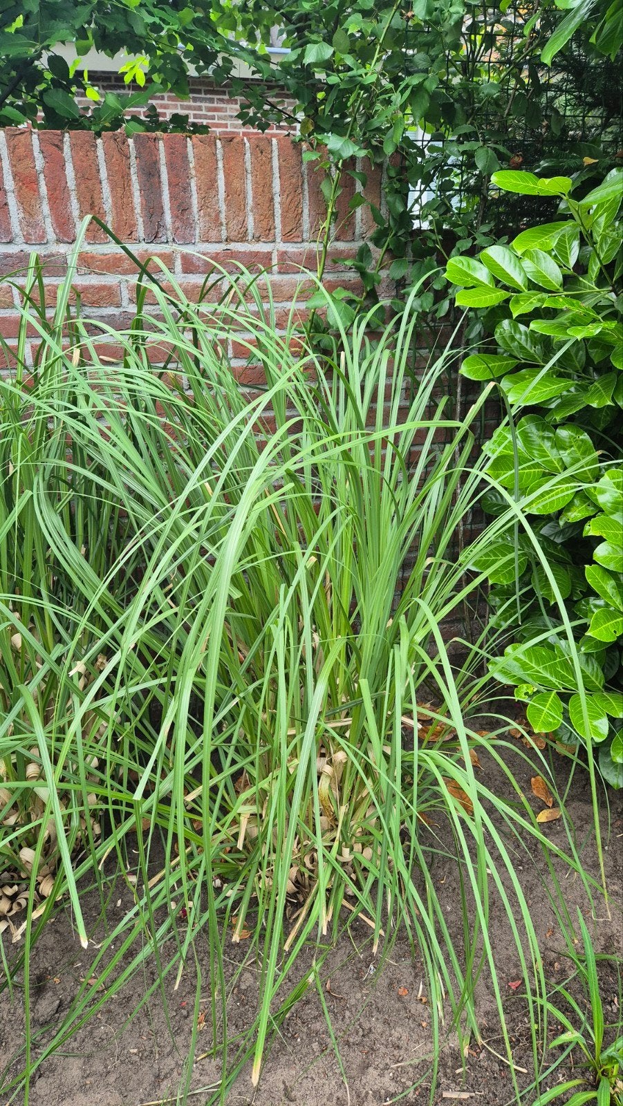 Pampusgras ( 2 struiken), Ophalen, Gebruikt, Minder dan 10 m², Gras
