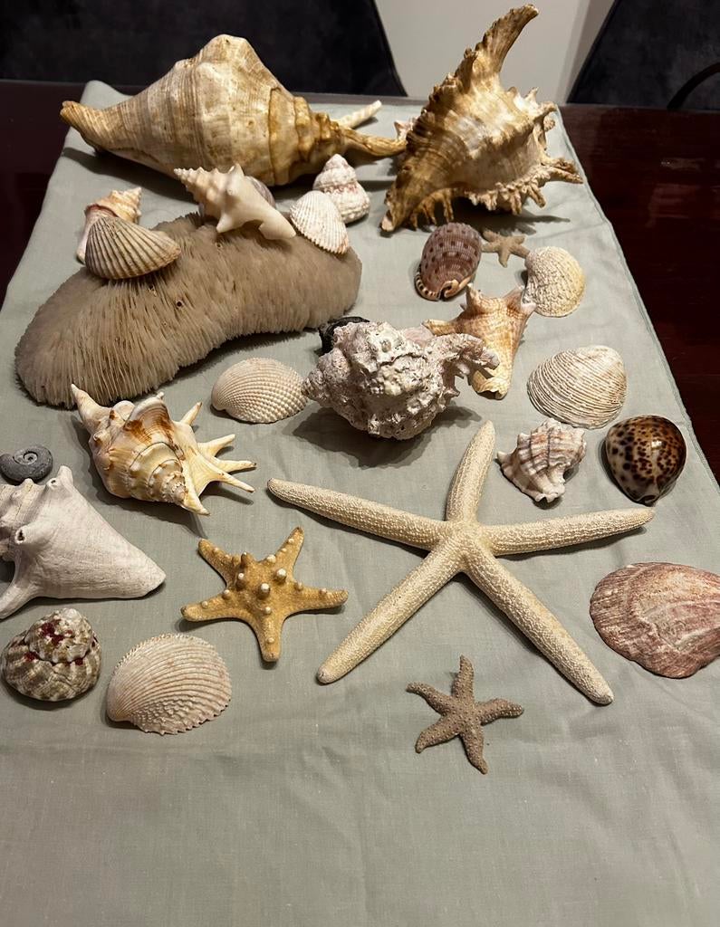 schelpen verzameling  met grote en kleine schelpen, Verzamelen, Ophalen of Verzenden, Gebruikt, Overige soorten, Overige typen