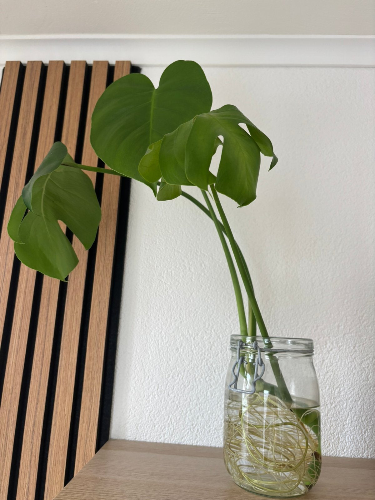 Monstera stekje, Ophalen, Halfschaduw, Minder dan 100 cm
