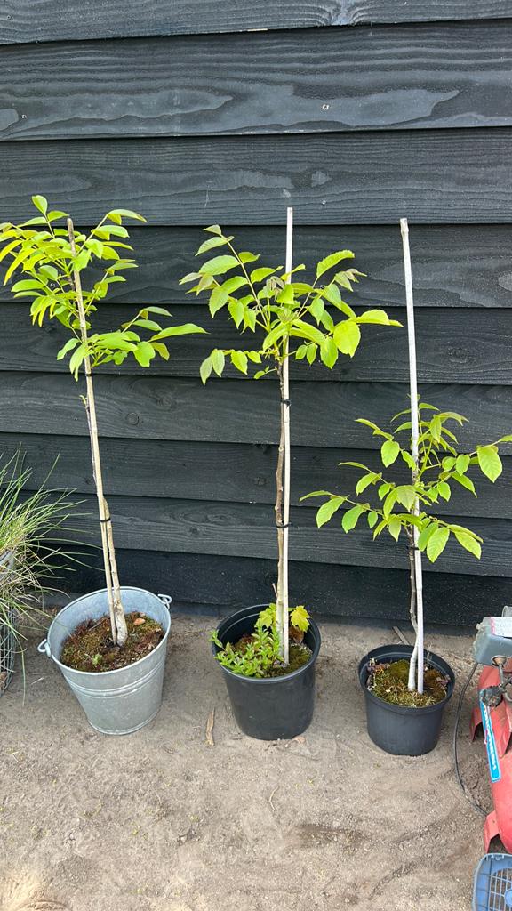 Notenboomje, Tuin en Terras, Planten | Fruitbomen, Ophalen, Minder dan 100 cm, Overige soorten, Zomer