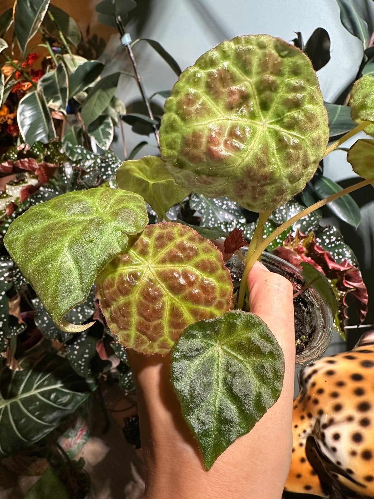 Begonia goegoensis, Ophalen of Verzenden, Halfschaduw, Minder dan 100 cm