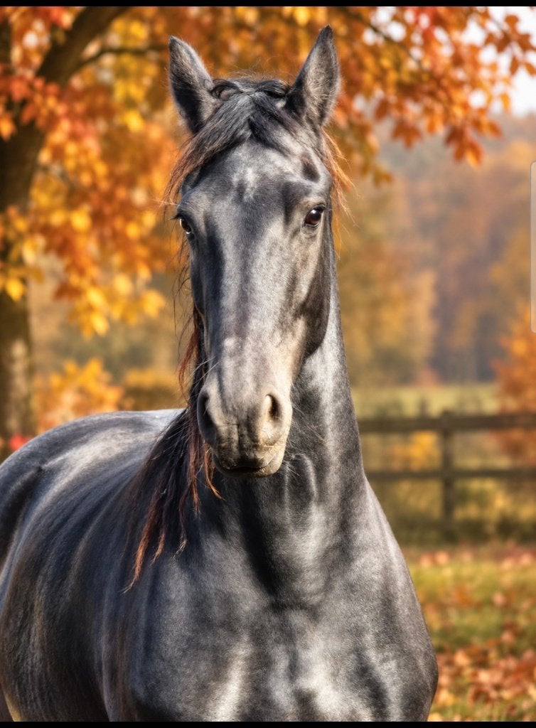 TE KOOP WEGENS OVERCOMPLEET FANTASTISCHE FRIESE MERRIE !!, Dieren en Toebehoren, Merrie, Met stamboom, Dressuurpaard, Zadelmak