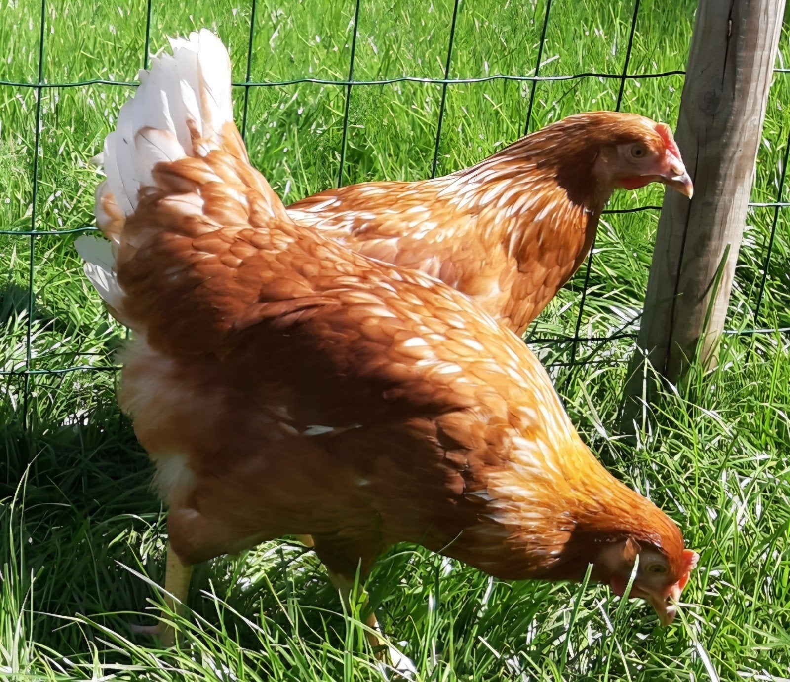 2 legkippen 2jaar oud, Vrouwelijk, Kip