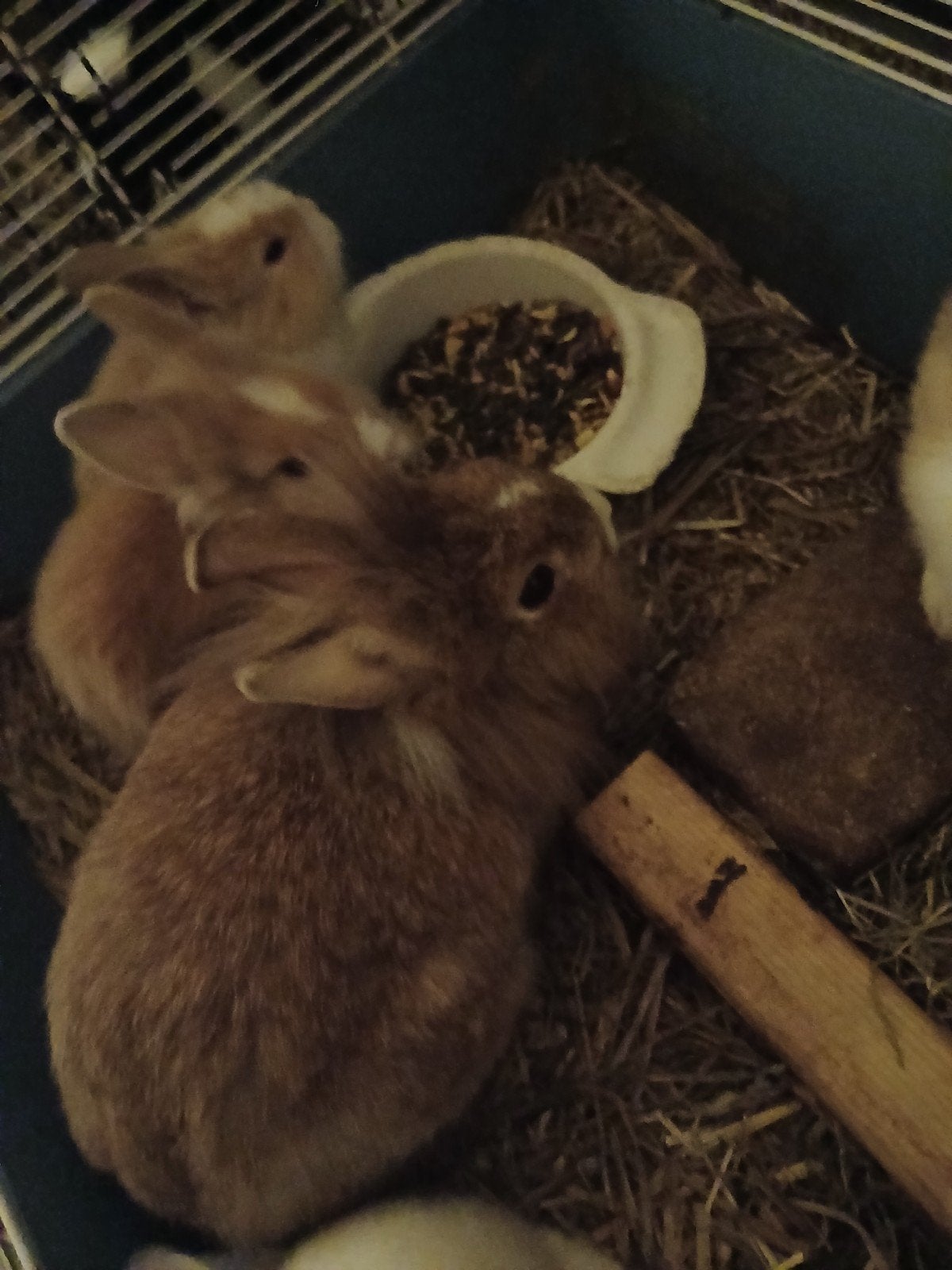 Konijnen 6 weken oud, April, Meerdere dieren, Overige typen, Tam