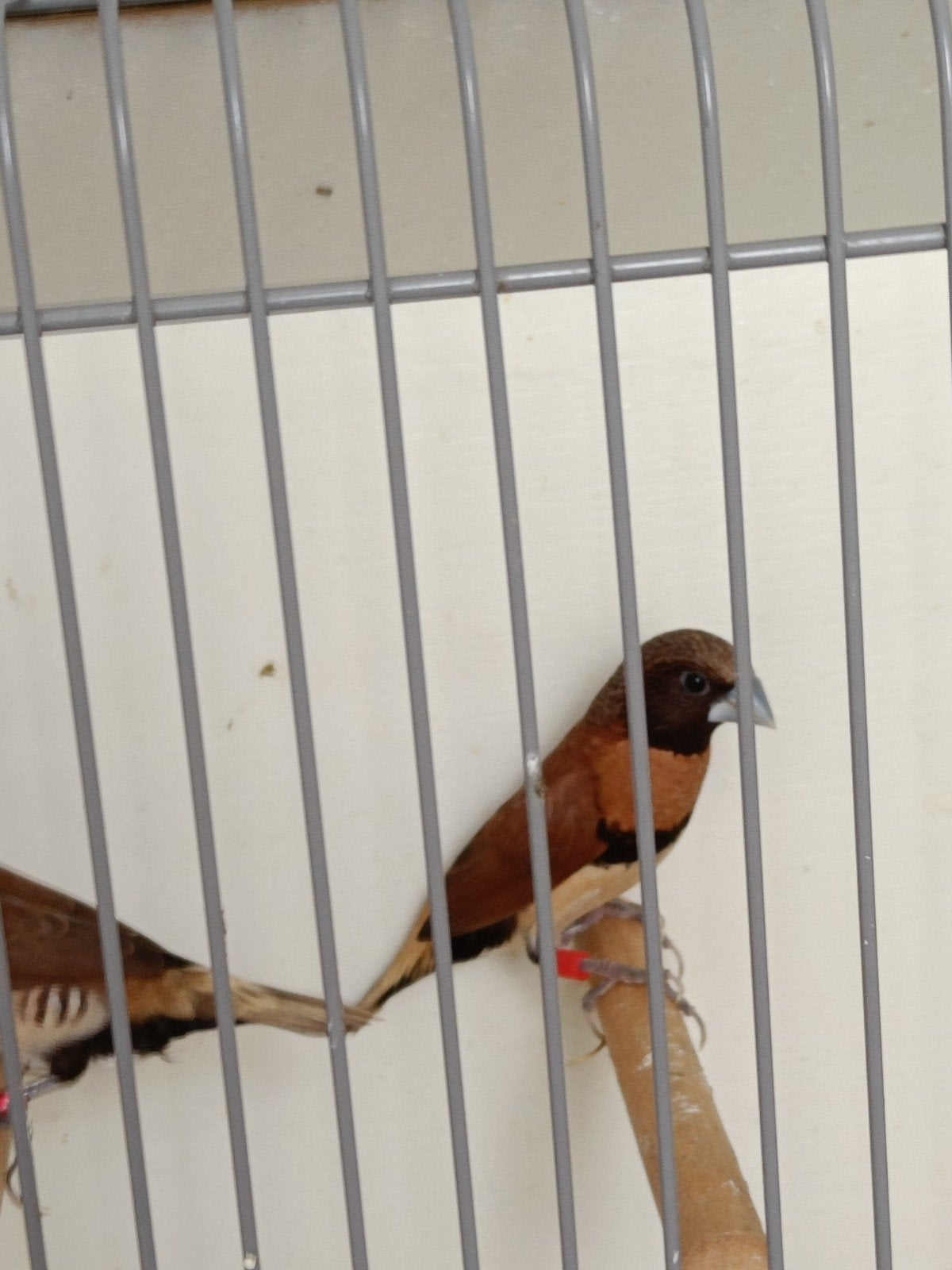 Te koop bruinborstrietvinken, Meerdere dieren