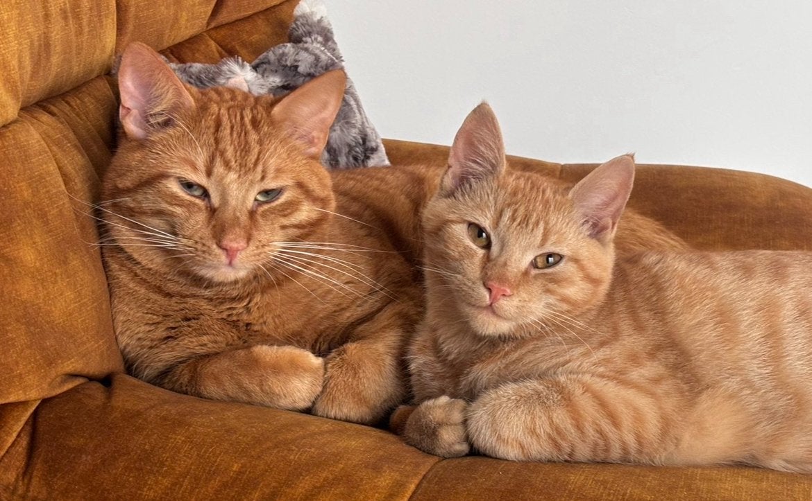 2 oranje katten, toetje & mango, Dieren en Toebehoren, Katten en Kittens | Dekkaters, 0 tot 2 jaar