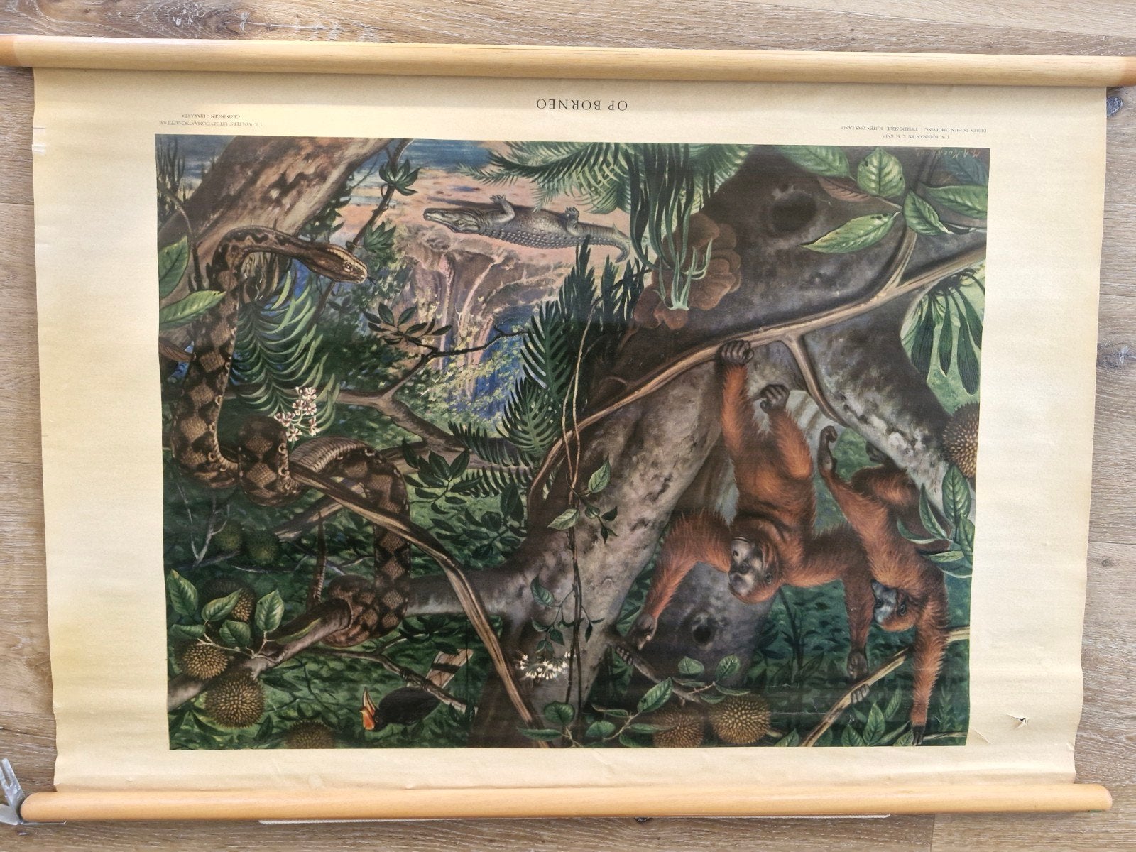 Vintage Schoolplaat Borneo: Orang-oetans en Slang, Ophalen