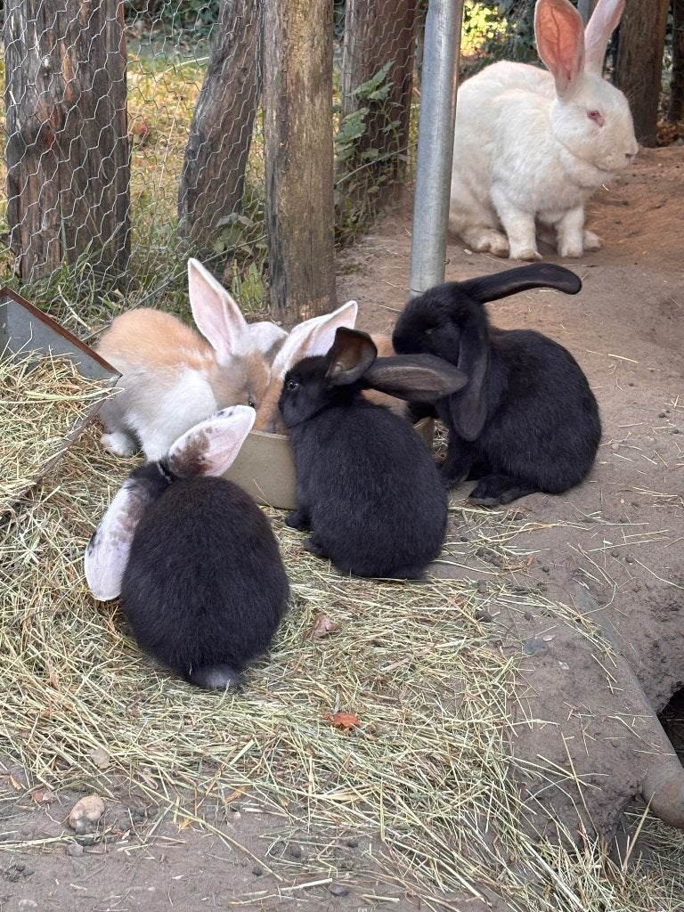 Mooie jonge konijnen, rammelaars te koop, Dieren en Toebehoren, Meerdere dieren, Groot, Hangoor, 0 tot 2 jaar