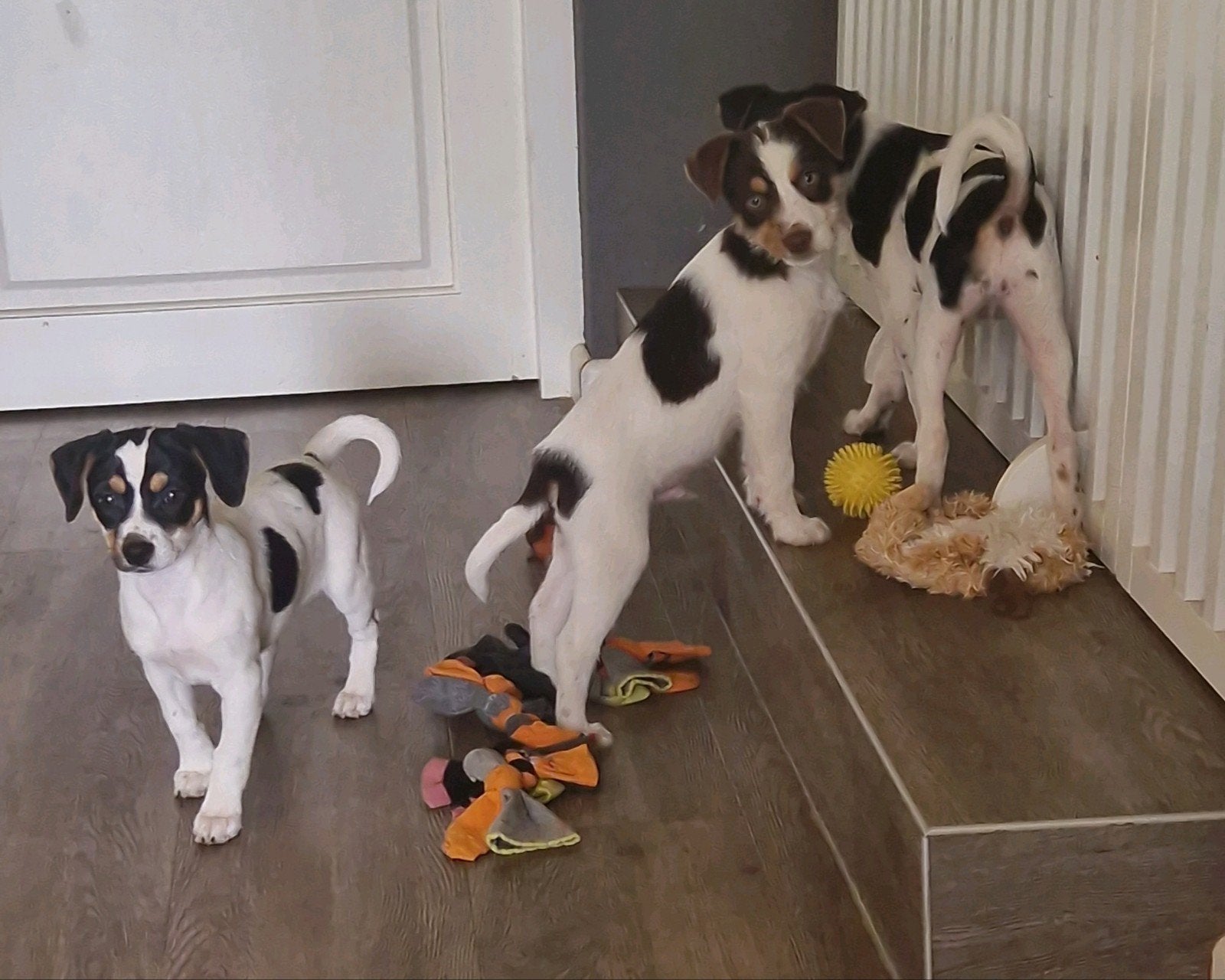 Leuke speelse kruising pup, Reu, 8 tot 15 weken, Meerdere, Middel
