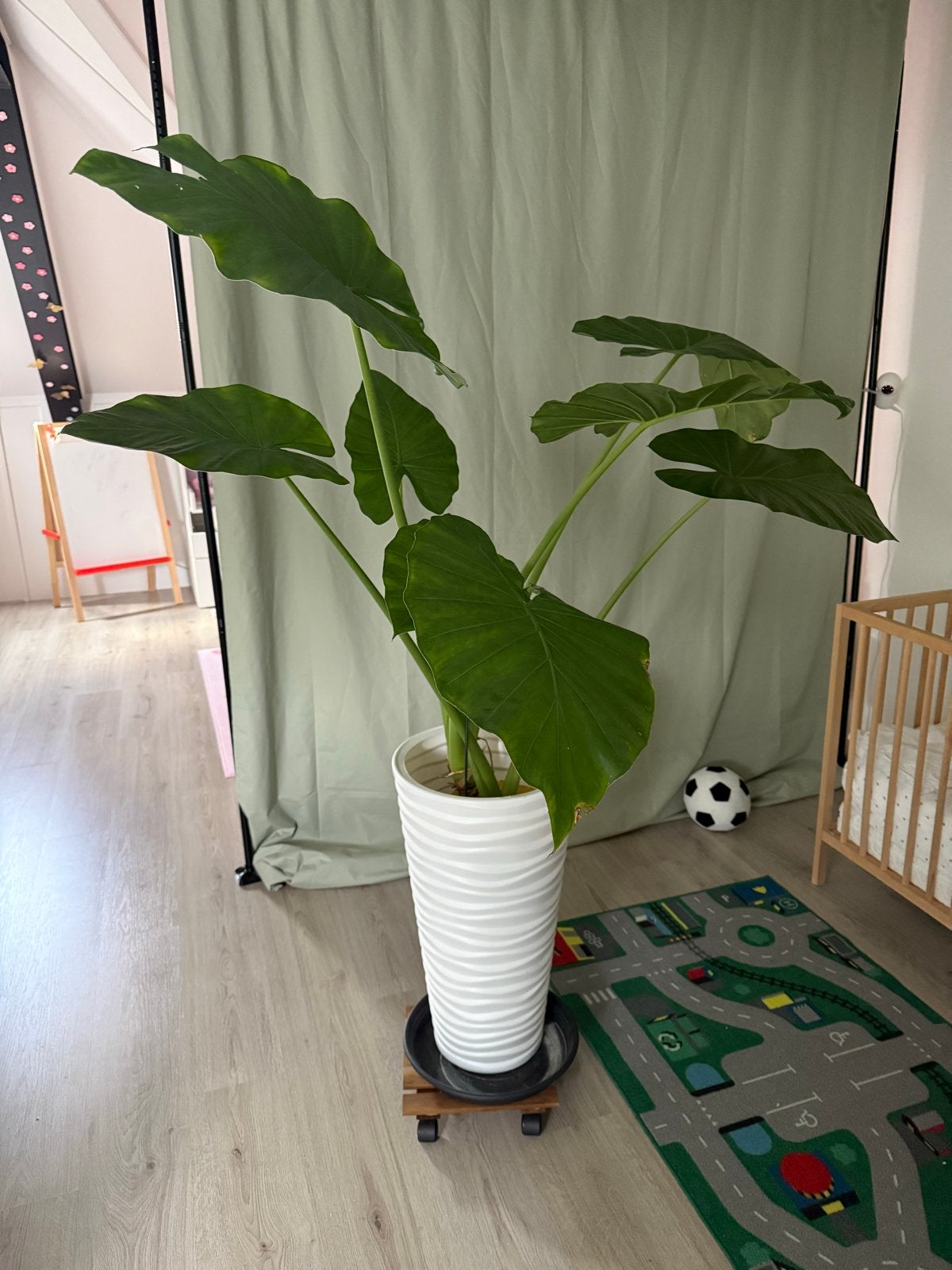 Grote Alocasia (Olifantsoor) in witte pot, Huis en Inrichting, Ophalen, 100 tot 150 cm, Overige soorten, Halfschaduw
