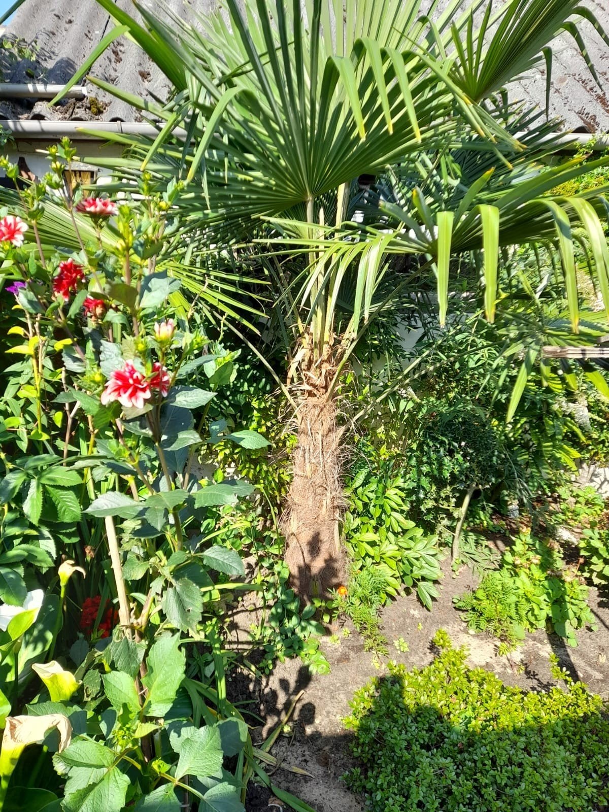 Palmboom, Ophalen, Gehele jaar, Volle zon