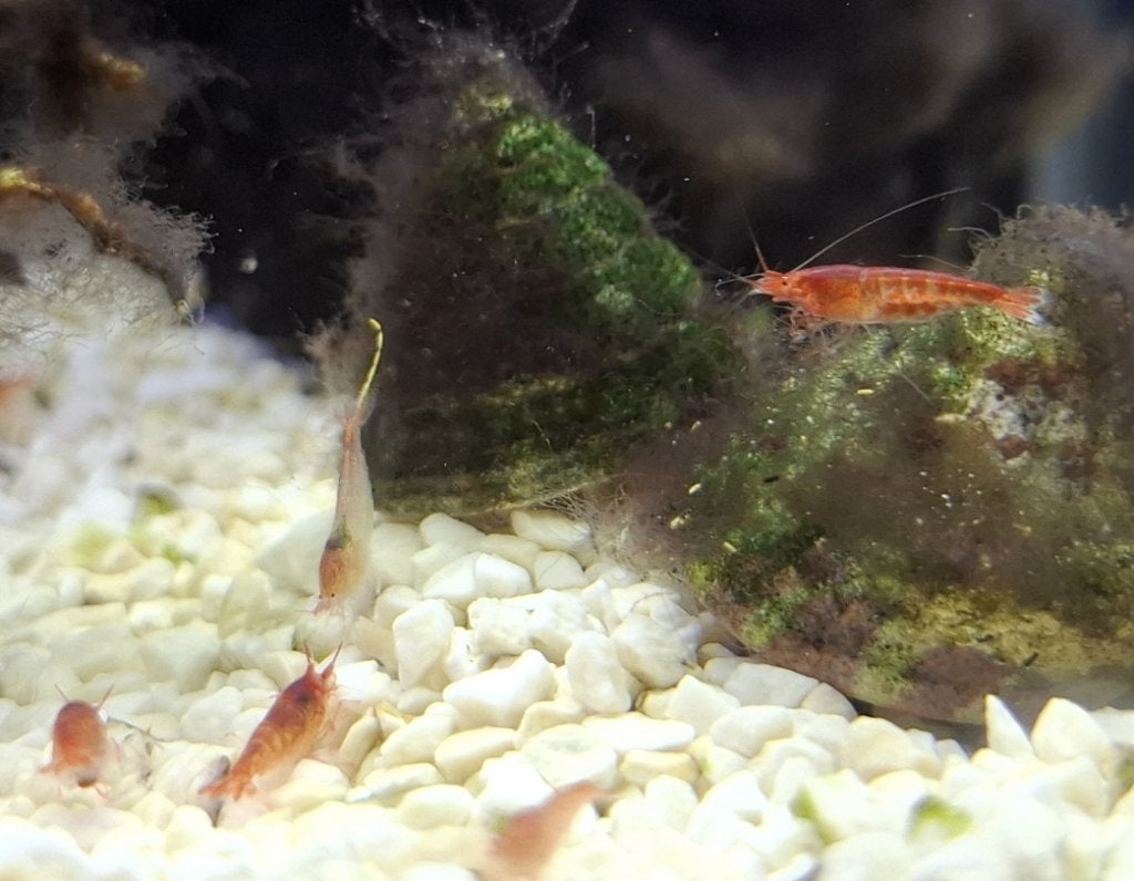 Opae ula,Hawaïaanse bloedgarnaal,Halocaridina rubra, Dieren en Toebehoren, Vissen | Aquariumvissen, Vis