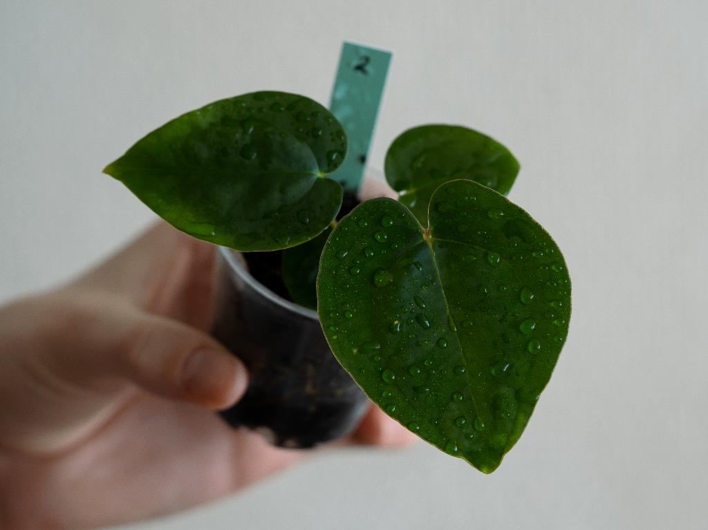 Anthurium Michelle x Papillilaminum zaailing #2, Overige soorten, Minder dan 100 cm, Groene kamerplant, Halfschaduw