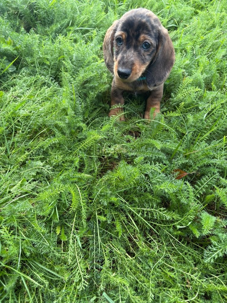 LIEVE DOXIPOO REUTJES ZOEKEN EEN GOUDEN MAND teckel x poedel, Dieren en Toebehoren, Reu, CDV (hondenziekte), 8 tot 15 weken, Dwerg
