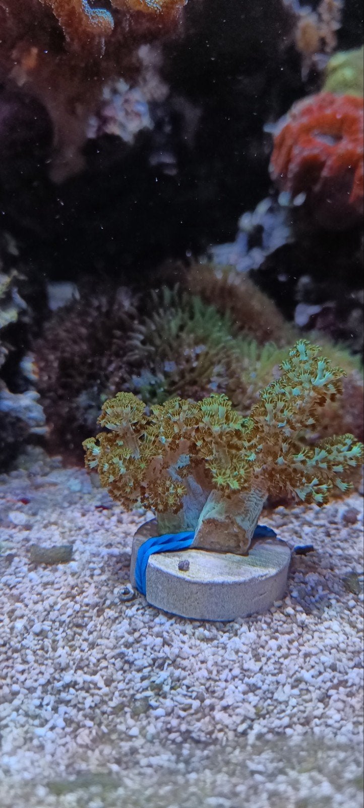 Koraal stekjes sarcophyton en groene keniaboom, Ophalen, Gevuld zeewateraquarium