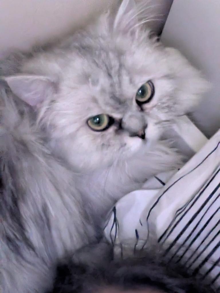 Perzische kater, Dieren en Toebehoren, Katten en Kittens | Raskatten | Langhaar, Kater