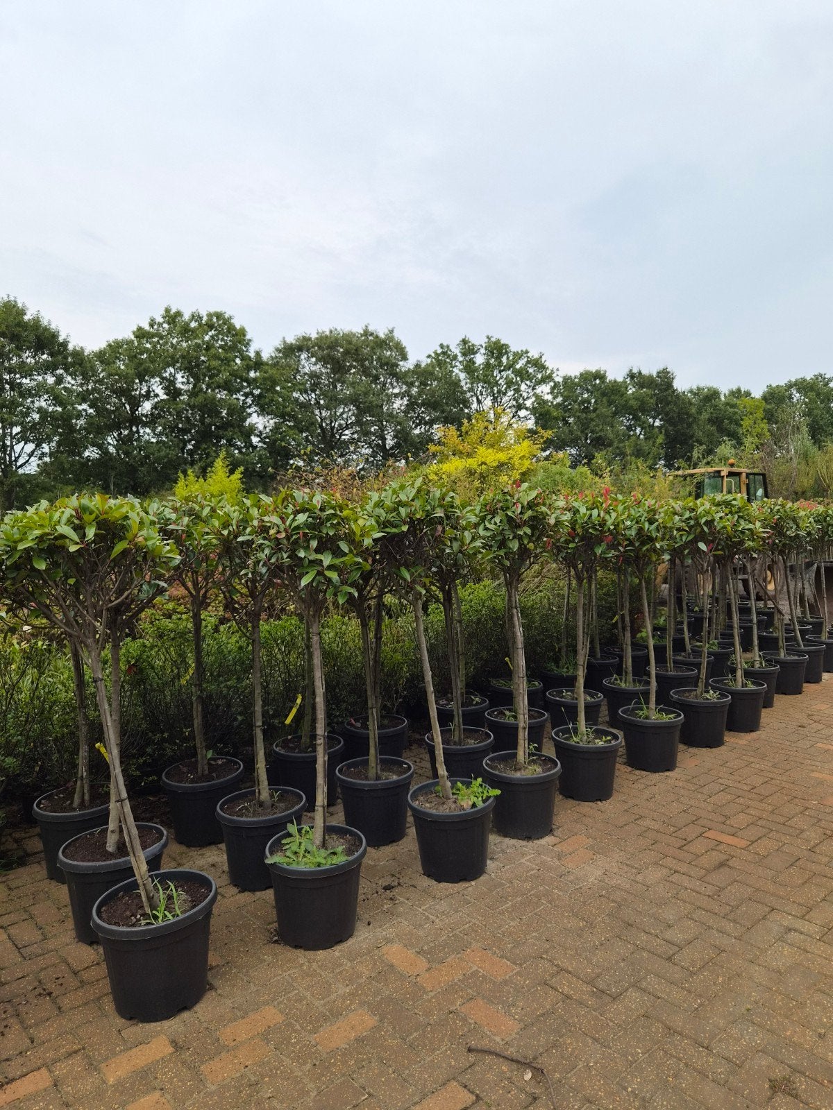 Photinia Red Robin op stam 100cm, Volle zon, Vaste plant, Lente, Ophalen