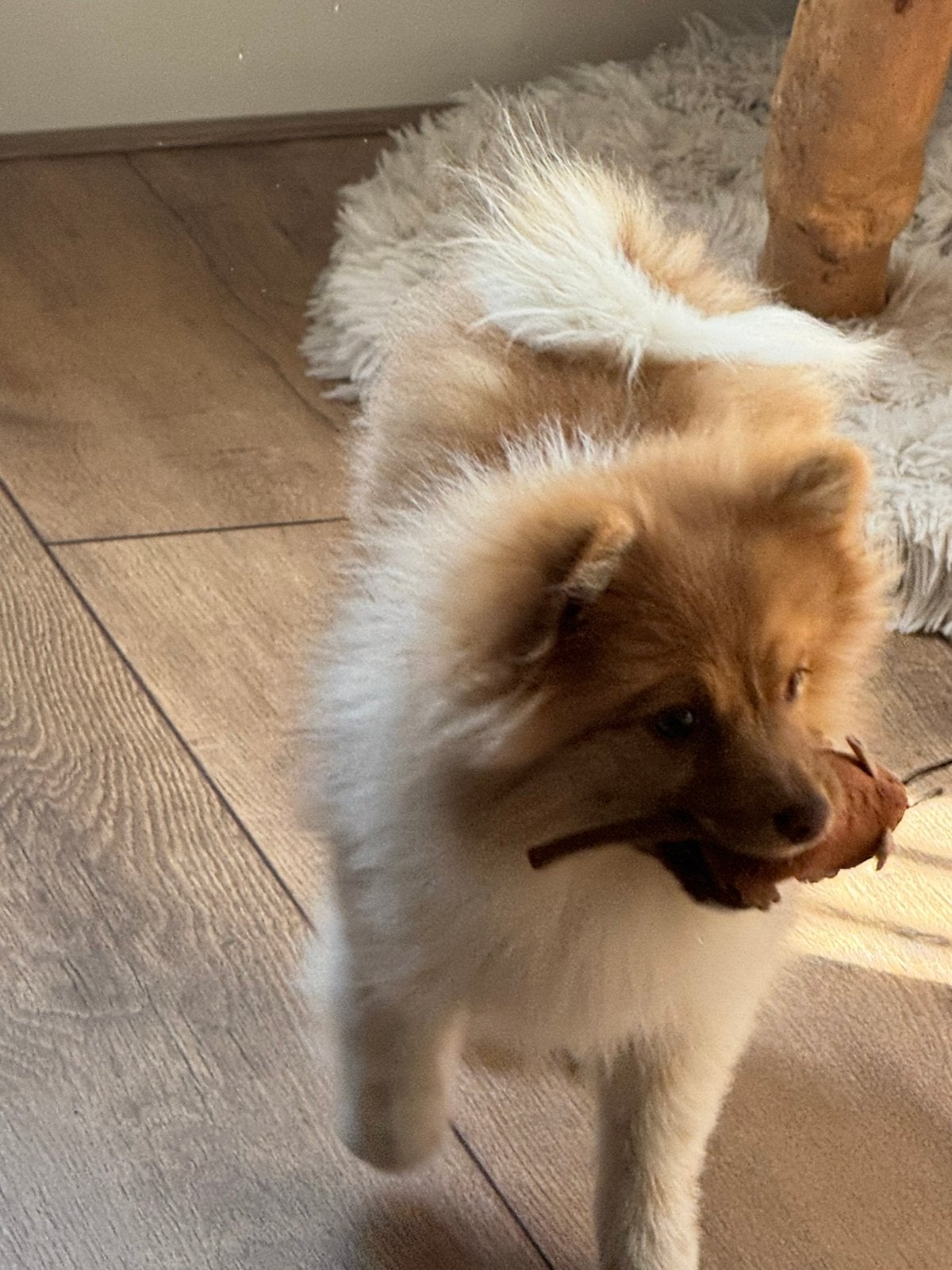 pomeriaan teefje -  4 maanden 🩷🐾, Dieren en Toebehoren, Keeshond, 15 weken tot 1 jaar, CDV (hondenziekte), Teef