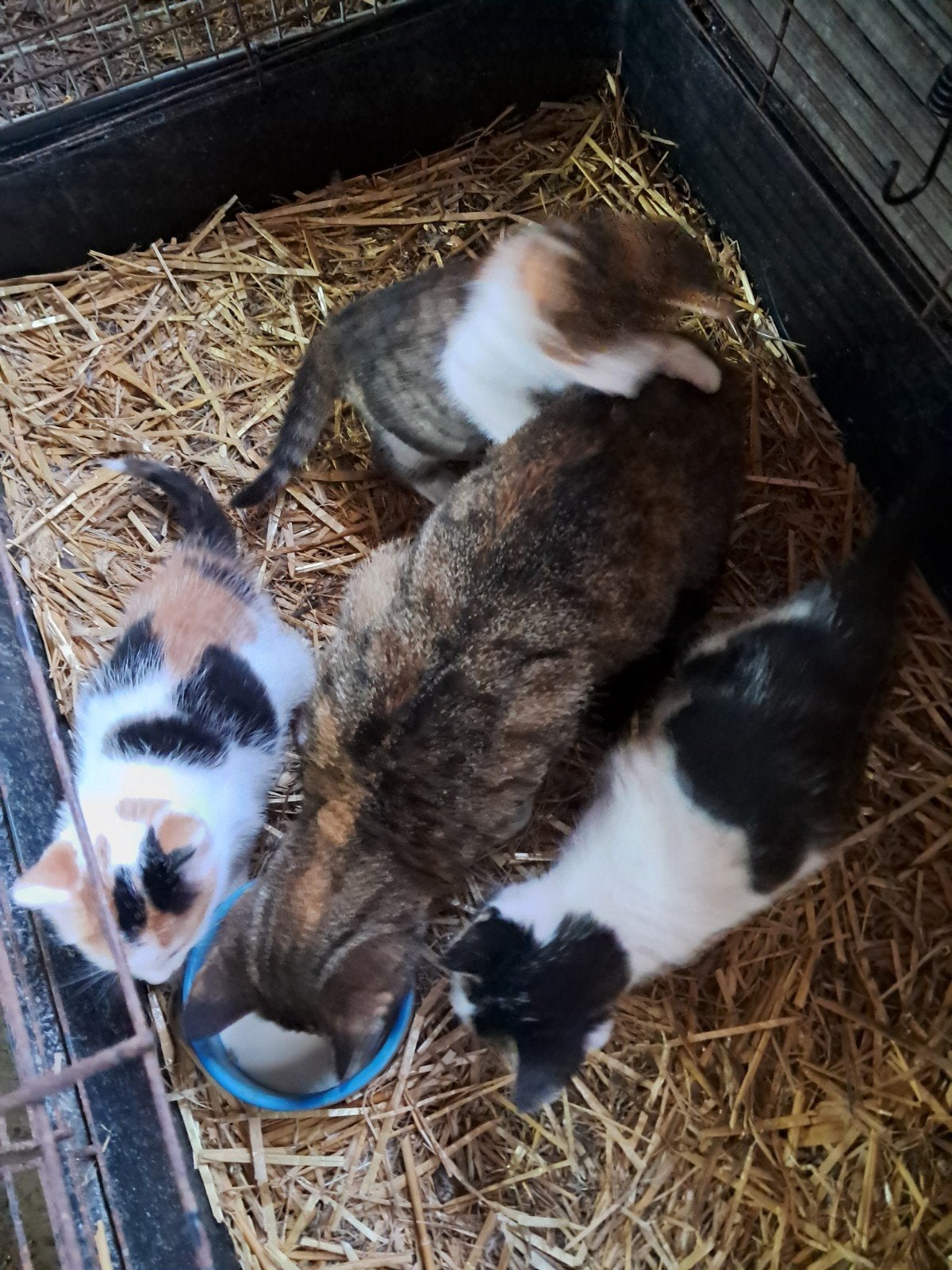 Boerderijkittens, Geslacht onbekend, Kortharig, 0 tot 2 jaar