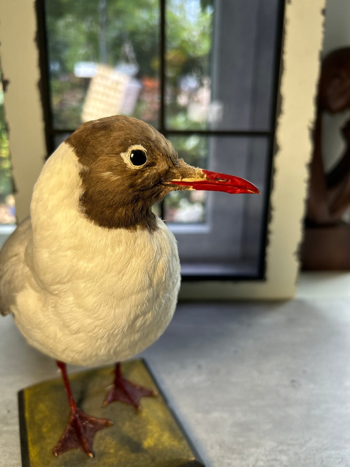 Mooi opgezette Kokmeeuw op houten voet, Verzamelen, Ophalen of Verzenden, Zo goed als nieuw, Vogel, Opgezet dier