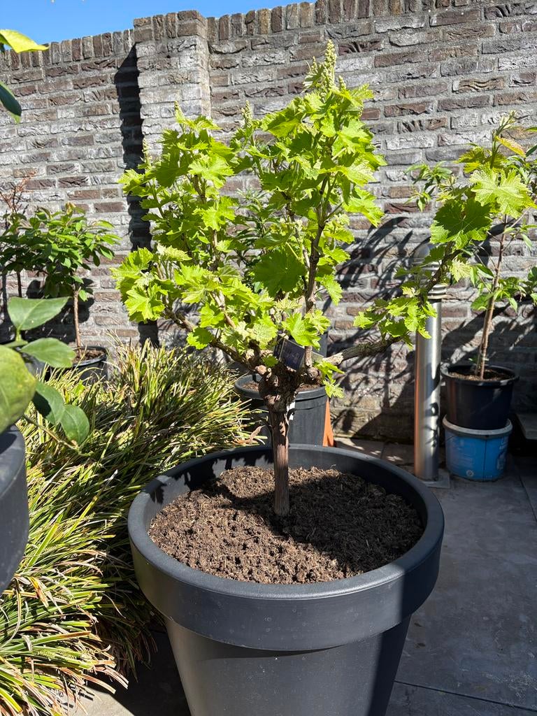 Fantastisch mooie rode druiven boom op stam in een luxe pot, Ophalen, Minder dan 100 cm, Lente, Overige soorten