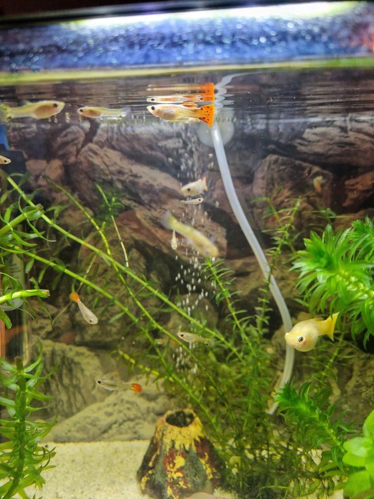 Mannetjes Guppen guppy guppies, Vis, Zoetwatervis, Schoolvis